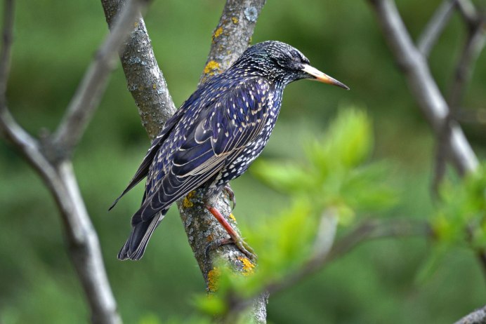 Скворец обыкновенный ‒ Sturnus vulgaris (l., 1758)