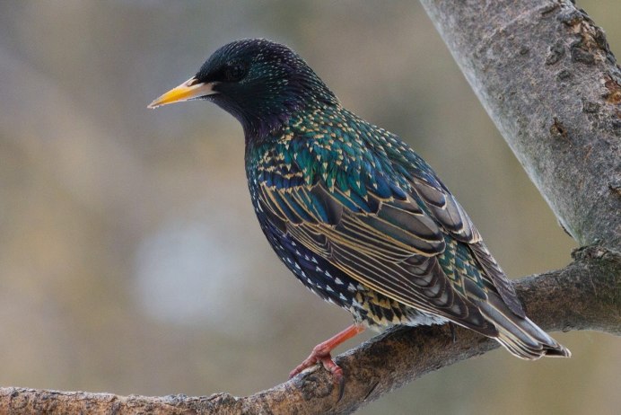 Sturnus vulgaris