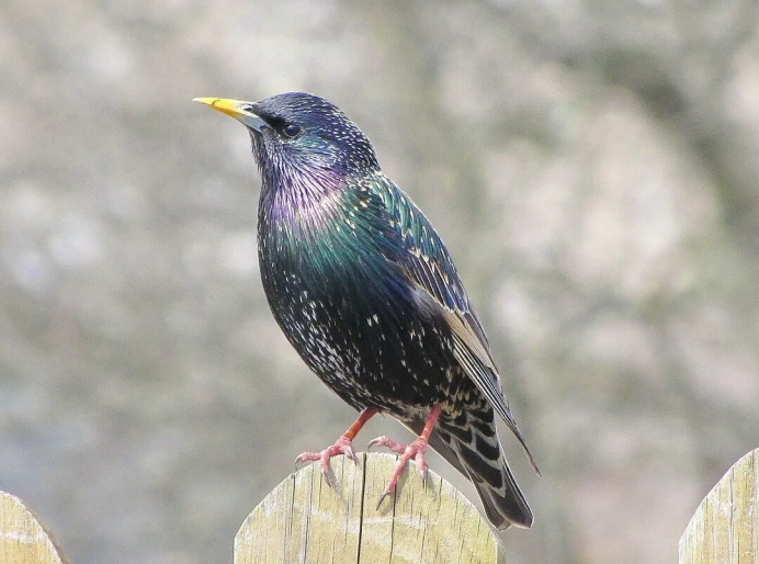 Скворец Калининград