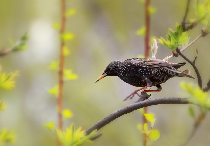 Обыкновенный скворец гнездо