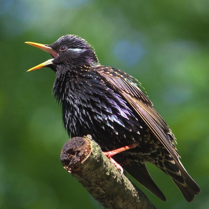 Шпак скворец