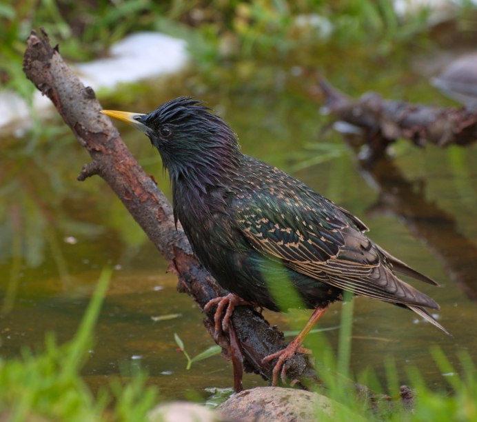 Обыкновенный скворец