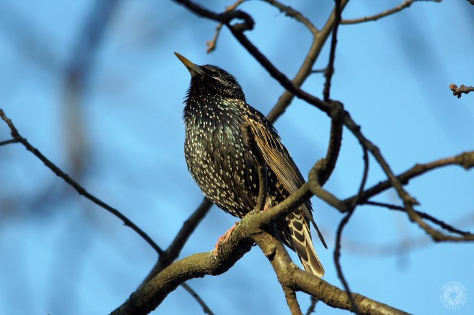 Скворец и скворчата