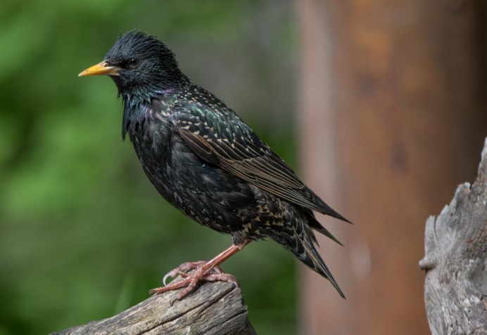 Рябинный скворец