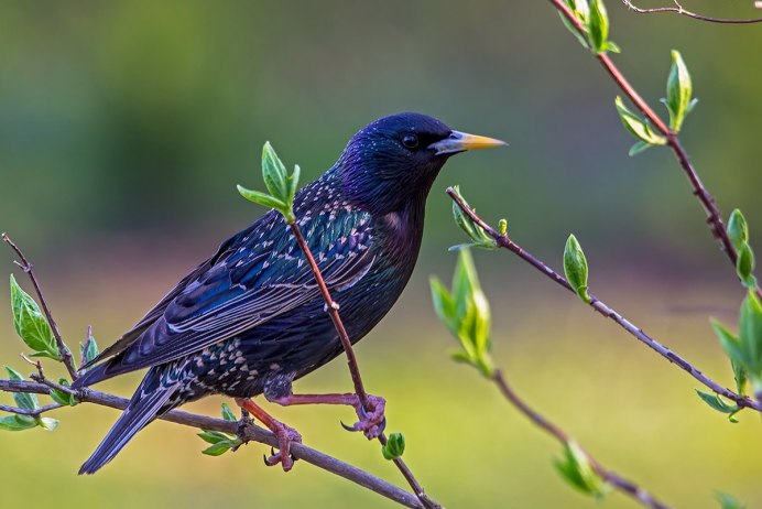 Обыкновенный обыкновенный скворец