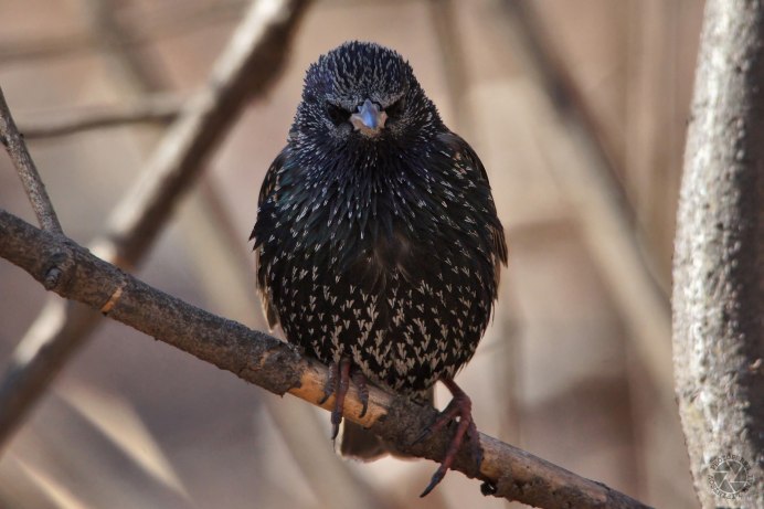 Sturnus vulgaris