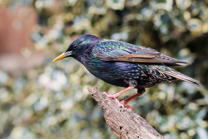 Скорец, суворовушка, скворечник