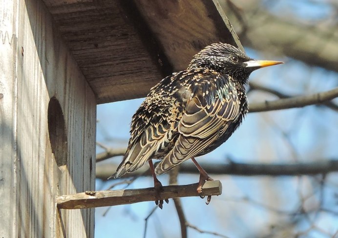 Пестрый скворец