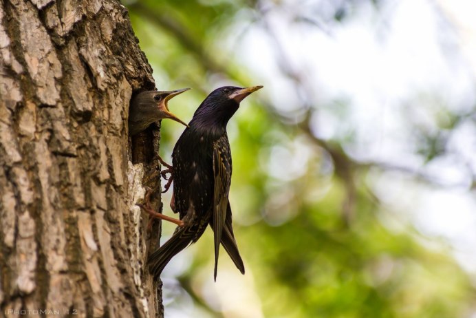 Скворцы Грачи Дрозды