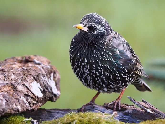 Птичка Скворушка