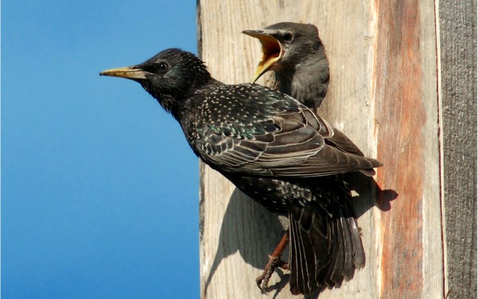 Камбоджийский скворец (Sturnus burmannicus)
