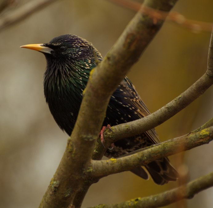 Обыкновенный скворец