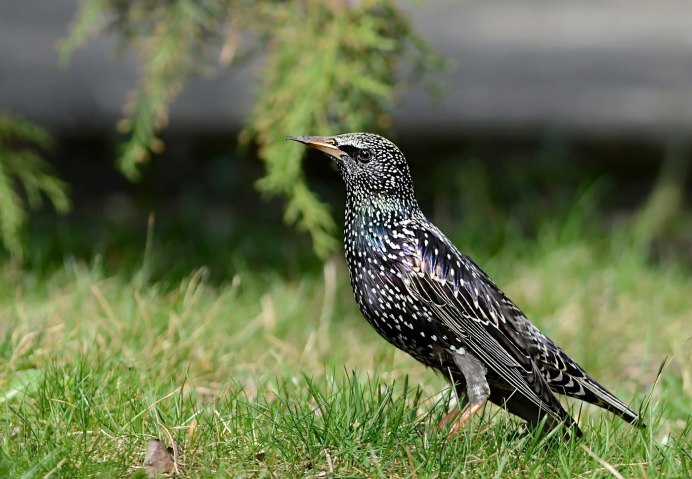 Желтоклювый скворец