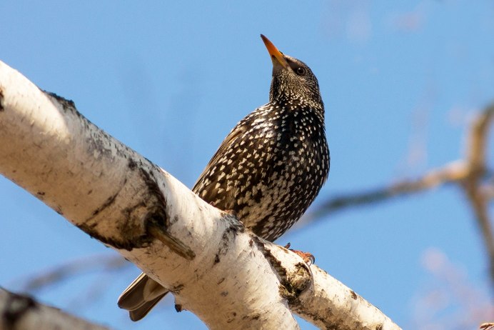 Желтогрудый скворец