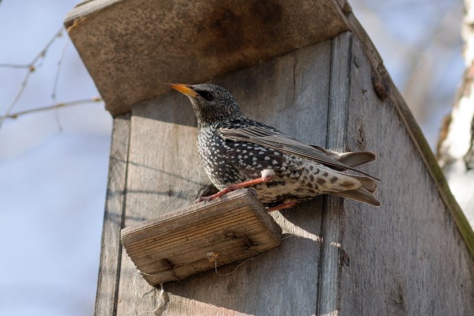 Шпак скворец