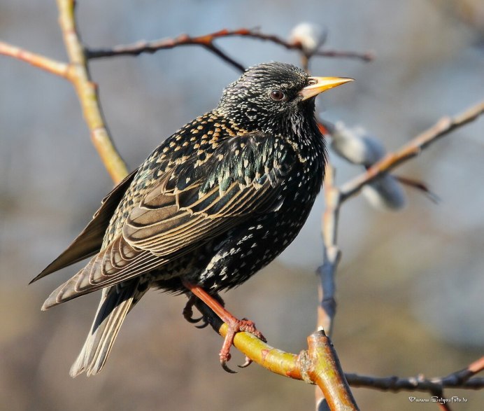 Желторотый скворец