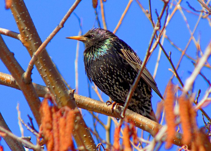 Серёжковый скворец