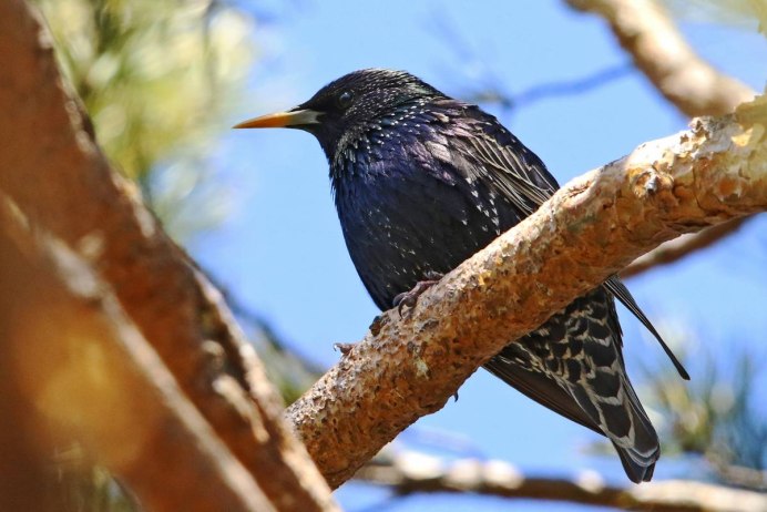 Шпак скворец