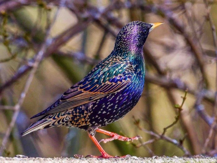 Обыкновенный скворец пение