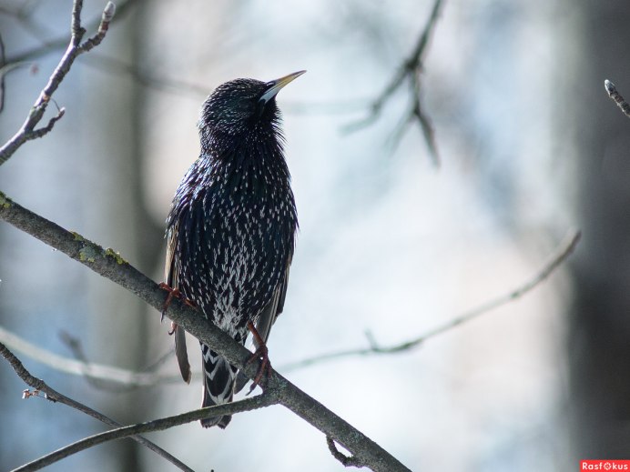 Изумрудный скворец