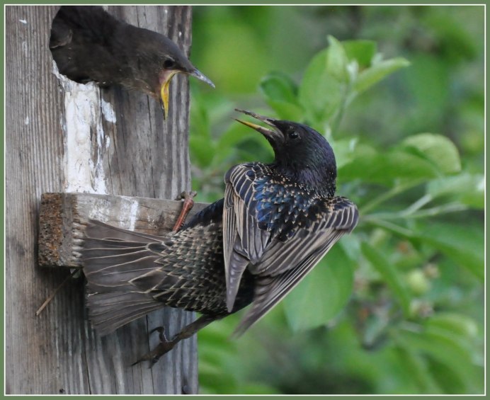 Певчий скворец