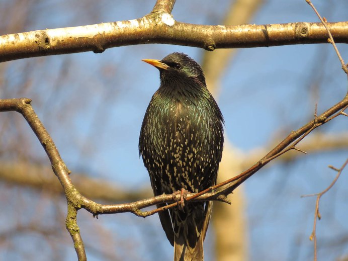 Зимующие скворцы