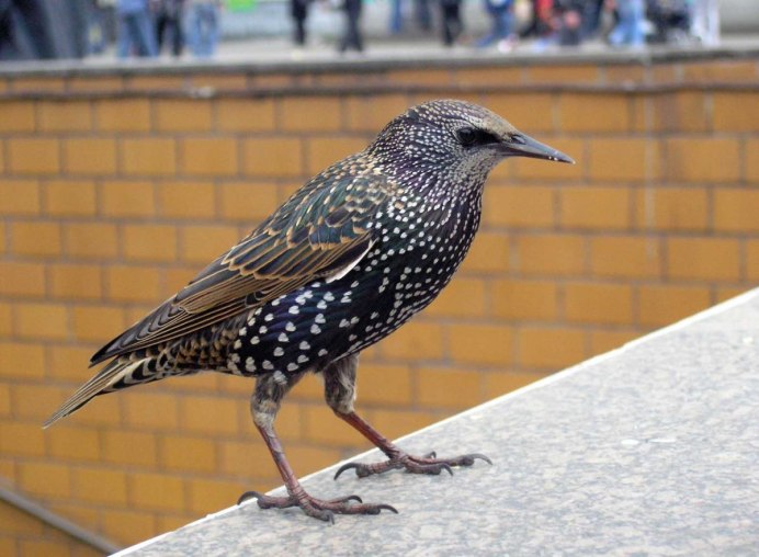 Овсянка обыкновенная птица