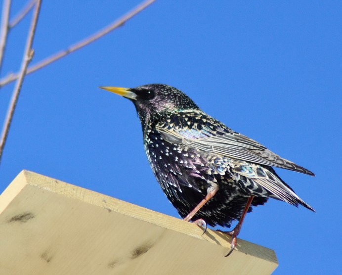 Грач скворец Жаворонок