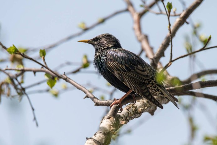 Афганский скворец фото