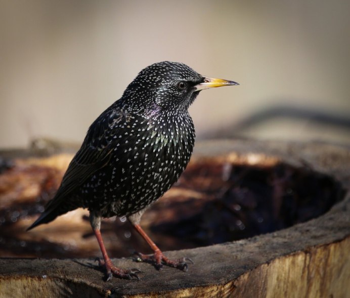 Скворец зимующая птица