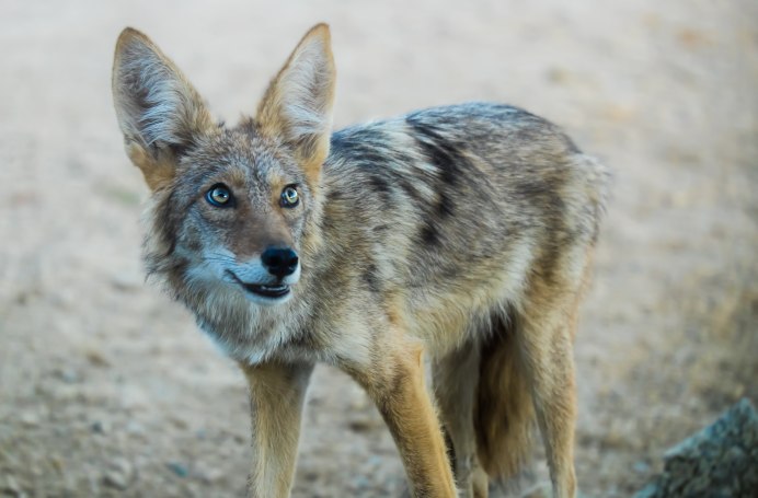 This Wolf