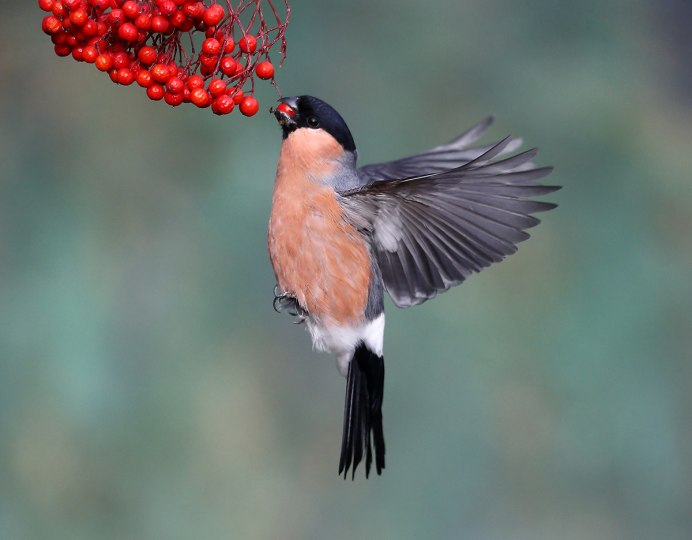 Eurasian Bullfinch