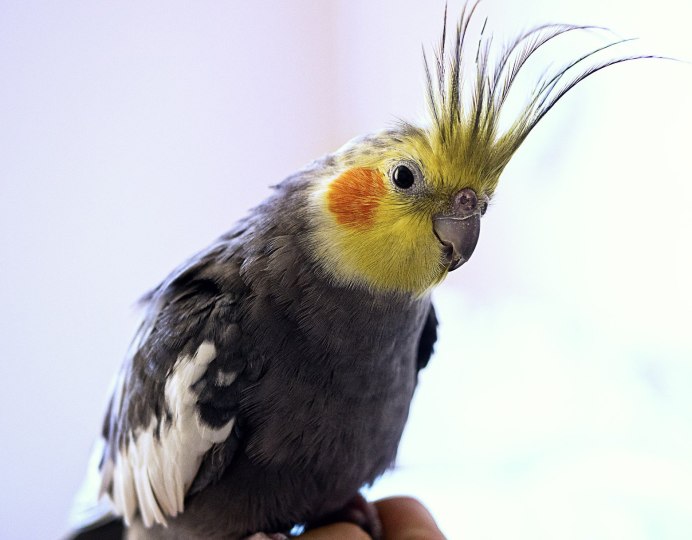 Корелла лютино