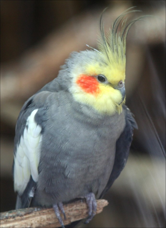 Корелла лютино