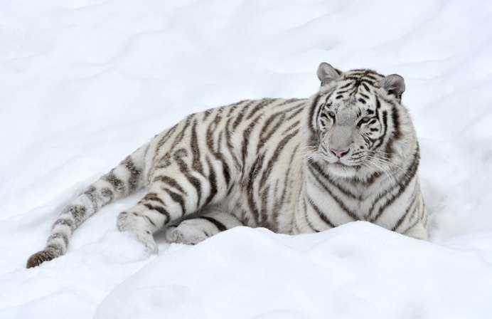 Амурский тигр альбинос