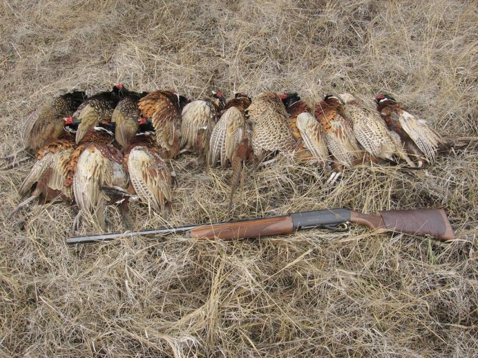 Ruffed Grouse