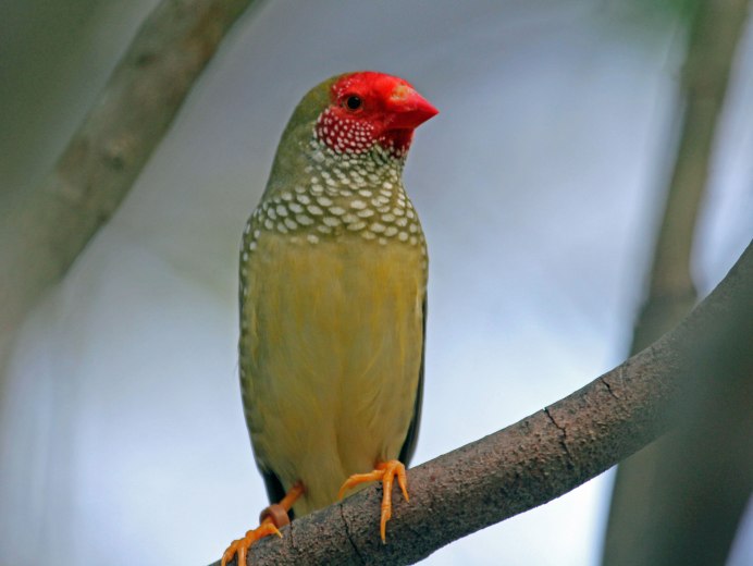 Neochmia temporalis