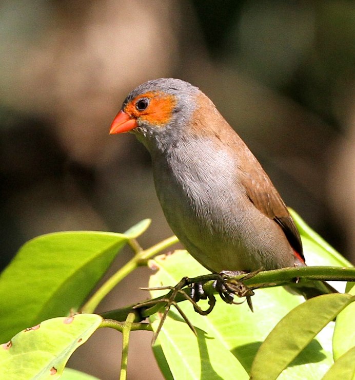 Neochmia ruficauda