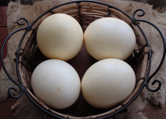 Ostrich Eggshell