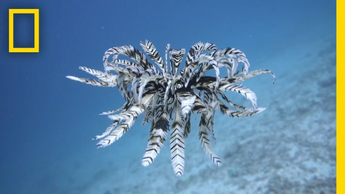 Криноид морская звезда перья