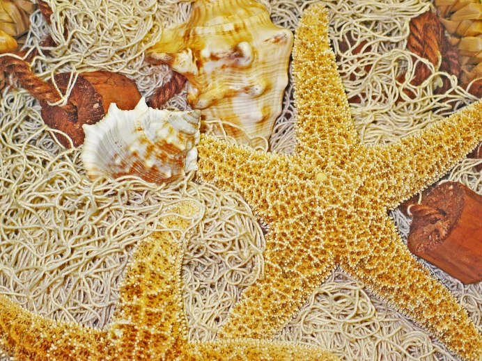 Регенерация морской звезды