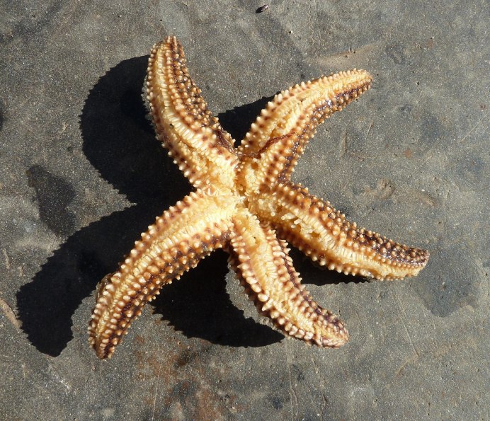 Fromia milleporella (Red)