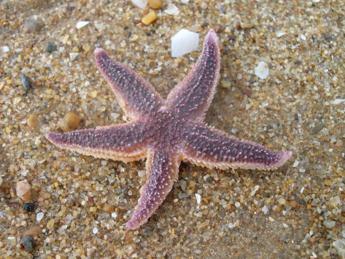 Морская звезда Starfish bot