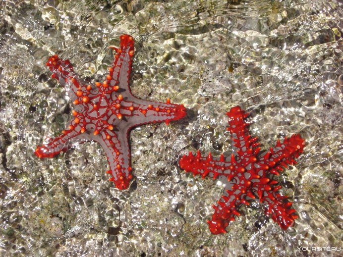 Морские звезды Astropecten