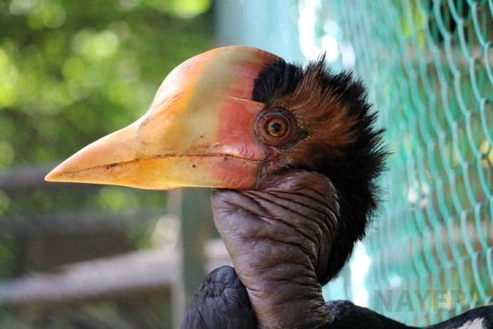 Helmeted Hornbill