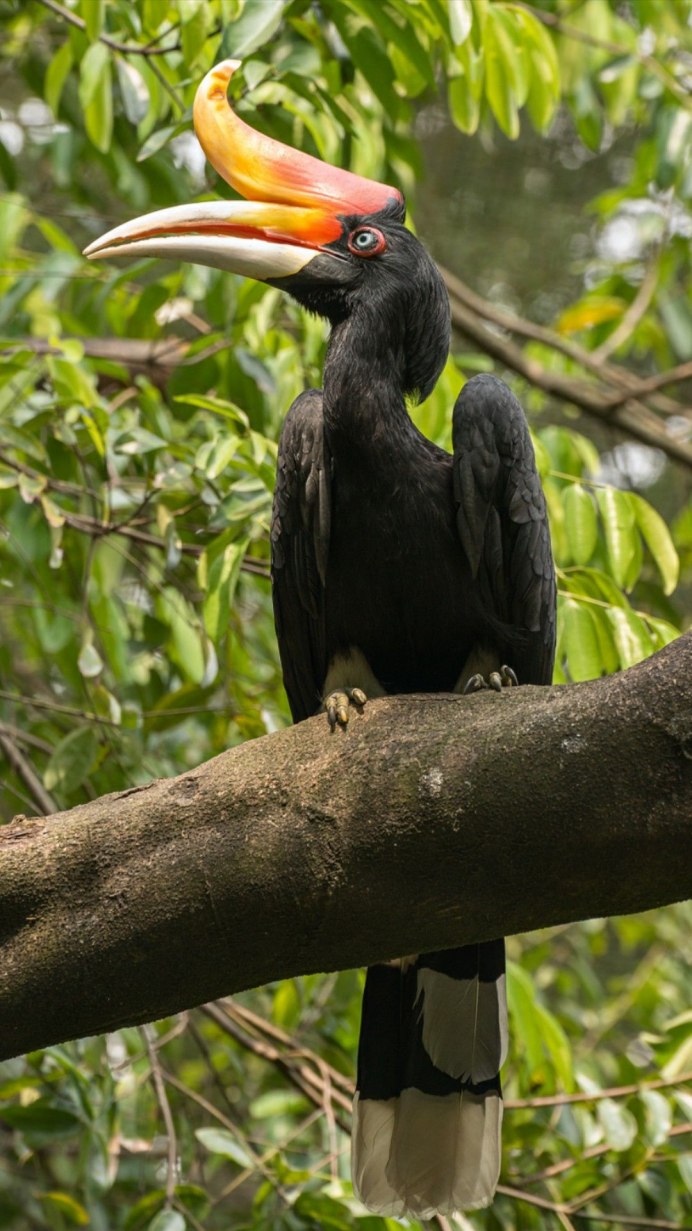 Helmeted Hornbill