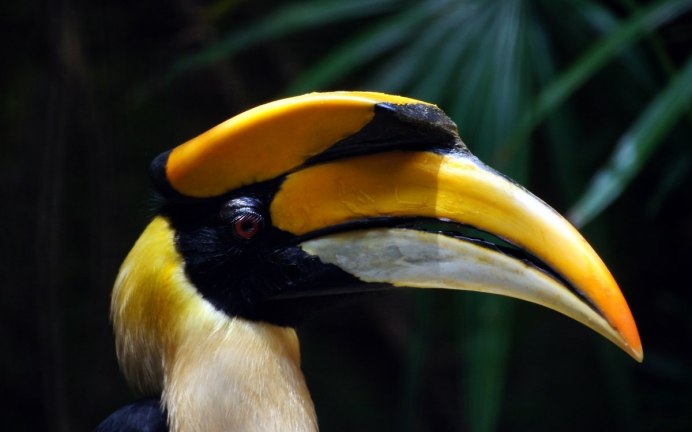 Hornbill птица