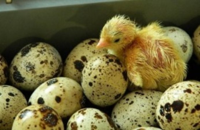 Калифорнийские домашние перепелки