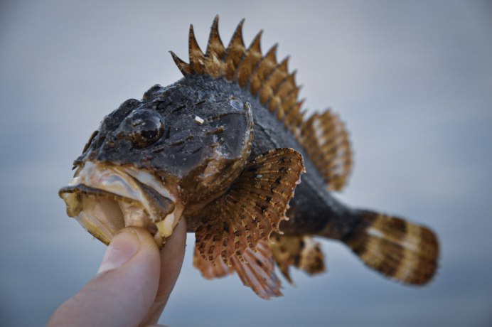 Бычок-кругляк (Neogobius melanostomus)