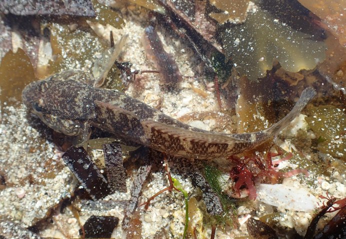 Gobius paganellus